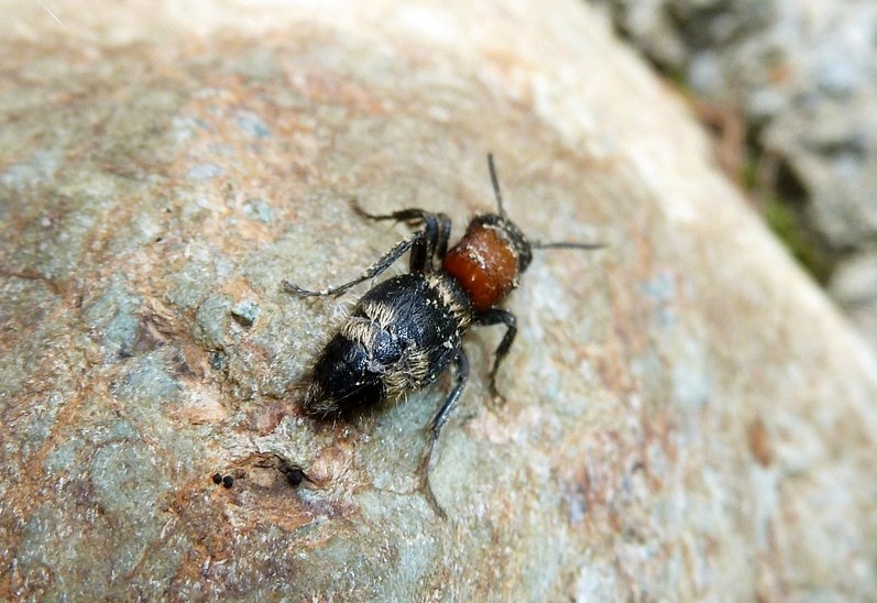 Mutilla europaea